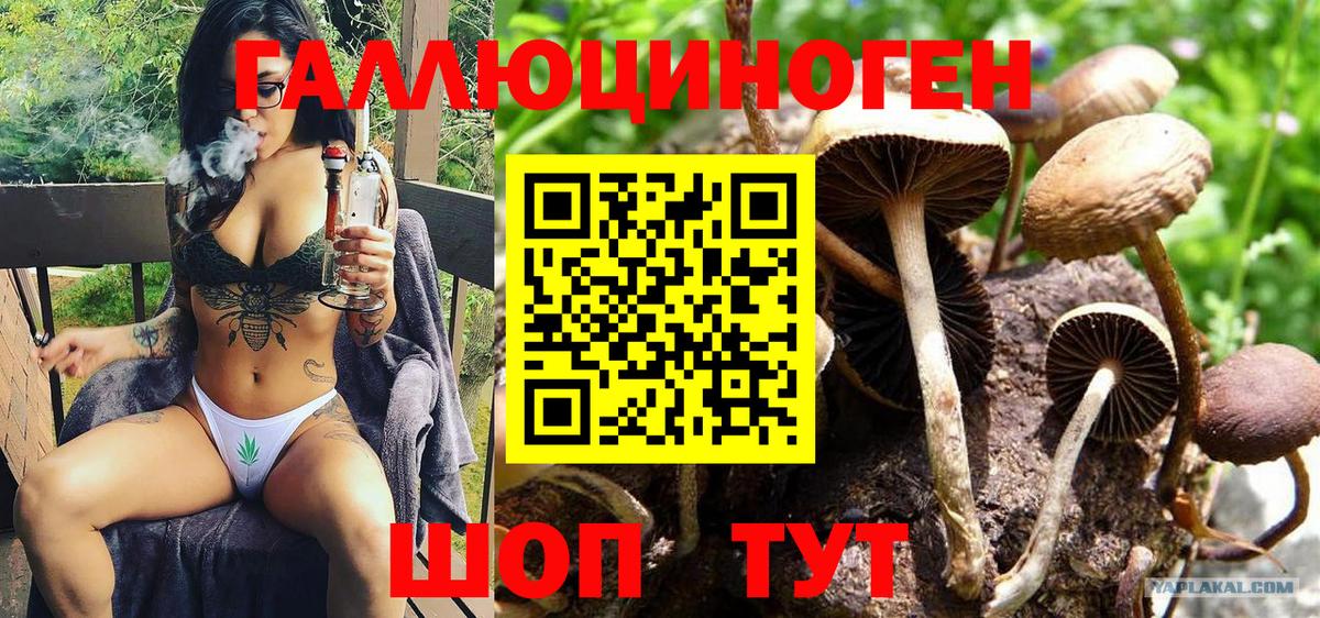 Псилоцибиновые грибы Psilocybine cubensis Люберцы